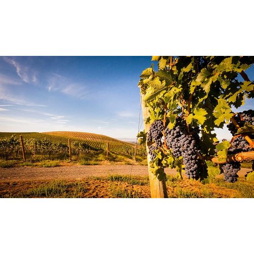 Washington State-Yakima Valley Clusters of Cabernet Sauvignon at Yakima Valley vineyard